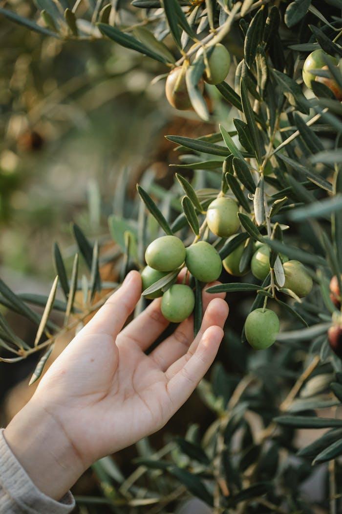 about-us-img Crop unrecognizable gardener picking organic green olives ripening on lush tree in agricultural garden